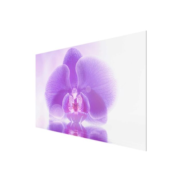 quadro com flores Purple Orchid On Water