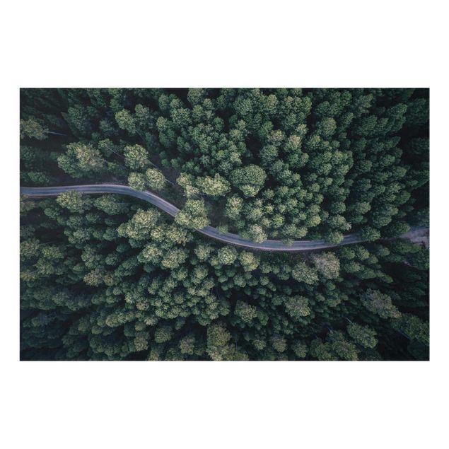 quadro da natureza Aerial View - Forest Road From The Top
