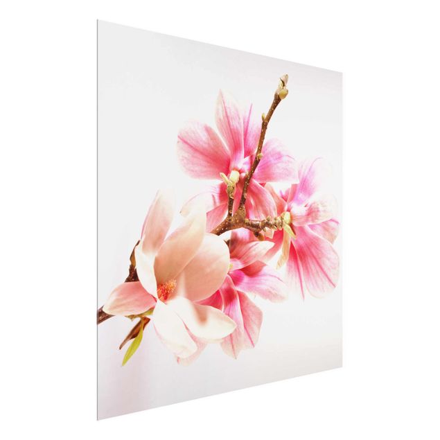 quadros flores Magnolia Blossoms