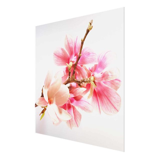 quadros para parede Magnolia Blossoms
