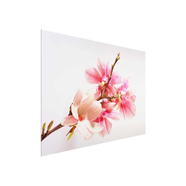 quadros flores Magnolia Blossoms