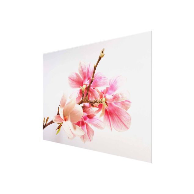 quadros para parede Magnolia Blossoms