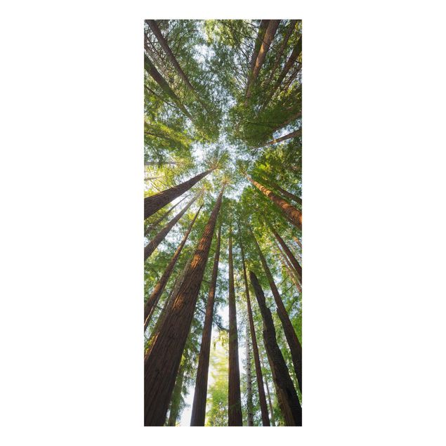 Quadros em vidro paisagens Sequoia Tree Tops