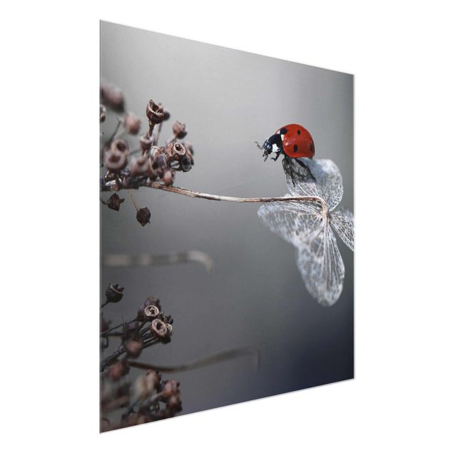 quadros flores Ladybird On Hydrangea