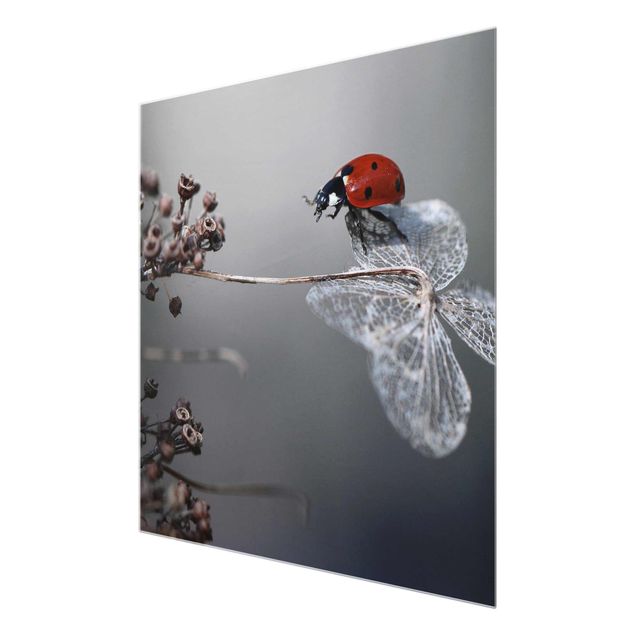 quadros para parede Ladybird On Hydrangea