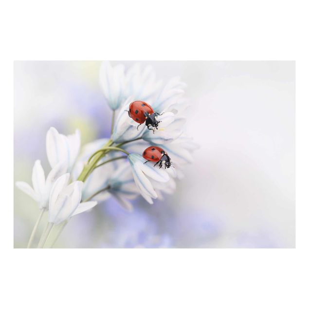 Quadros em lilás Ladybird Couple