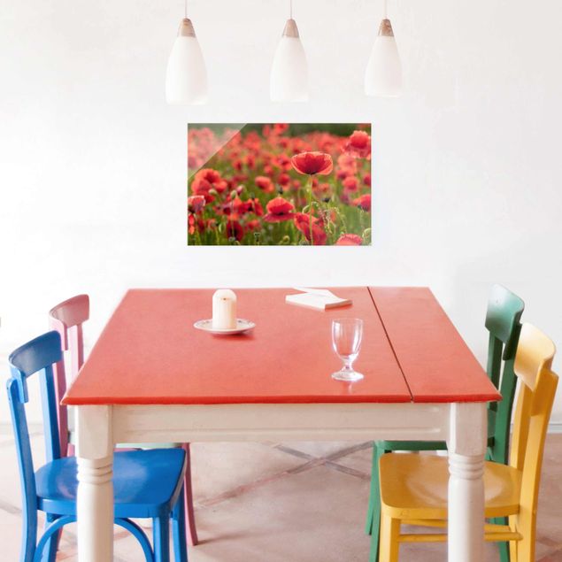 decoraçao cozinha Poppy Field In Sunlight