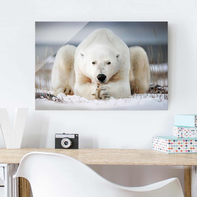 Quadros ursos Contemplative Polar Bear