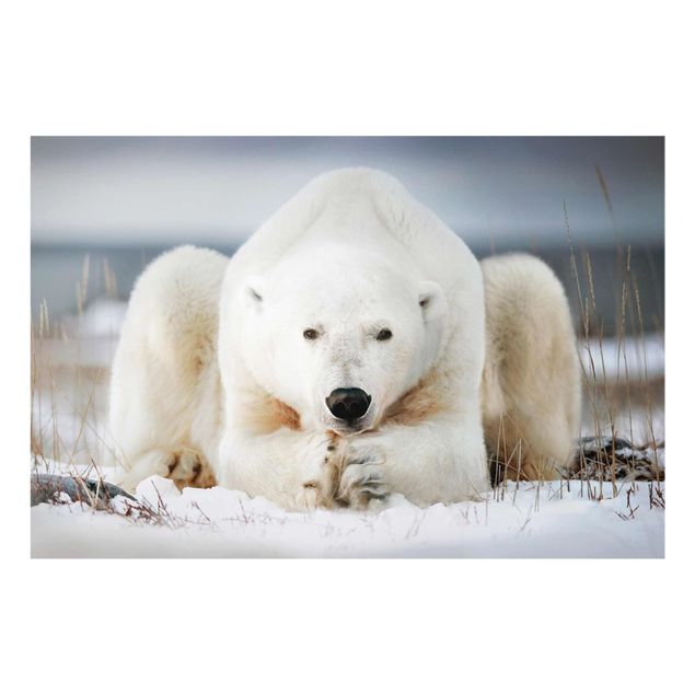 Quadros animais Contemplative Polar Bear
