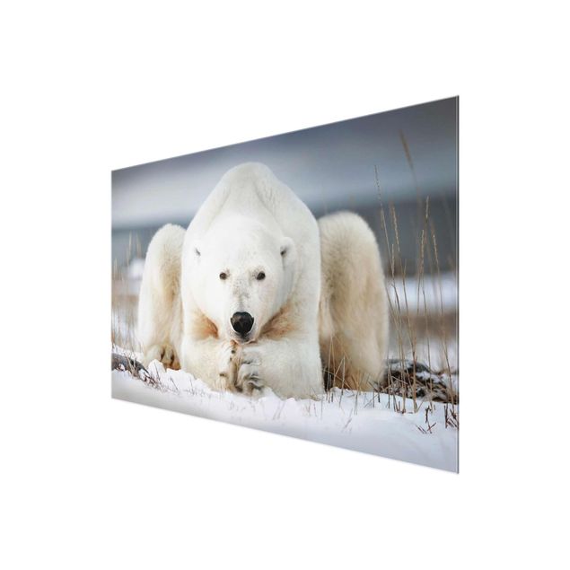 Quadros decorativos Contemplative Polar Bear