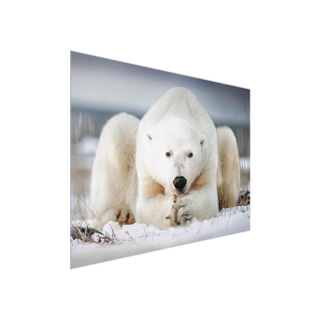 Quadros modernos Contemplative Polar Bear