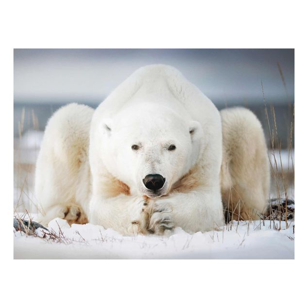 Quadros animais Contemplative Polar Bear