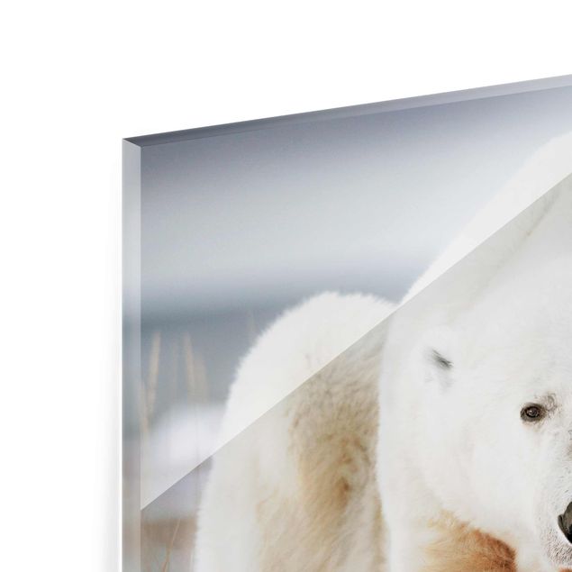 quadro de vidro Contemplative Polar Bear