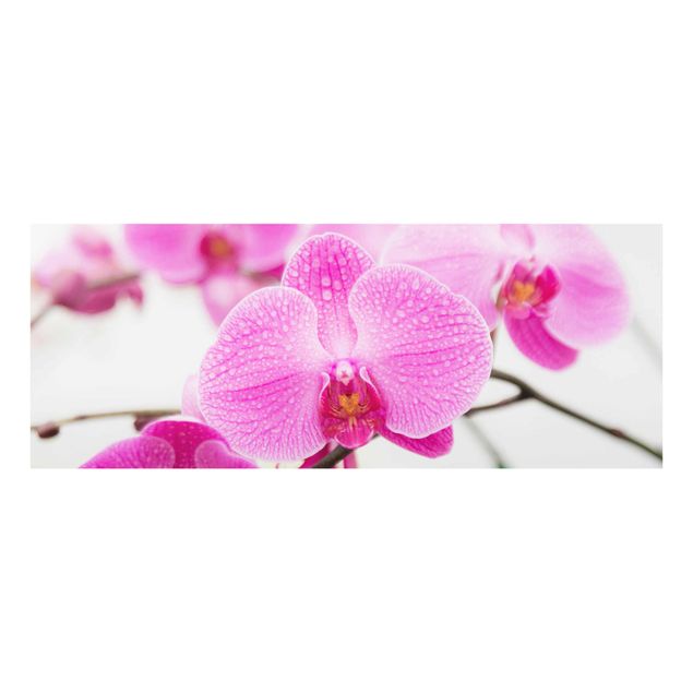 Quadros florais Close-Up Orchid
