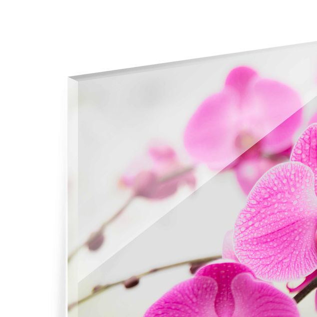 quadro em vidro Close-Up Orchid
