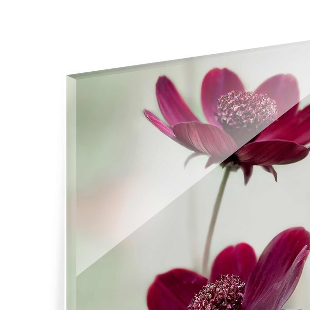 quadro de vidro Pink Cosmos Flower