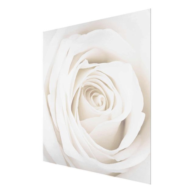 quadros para parede Pretty White Rose