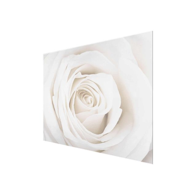 quadros para parede Pretty White Rose