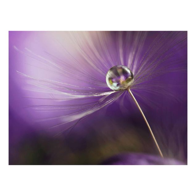 quadros flores Dandelion In Violet