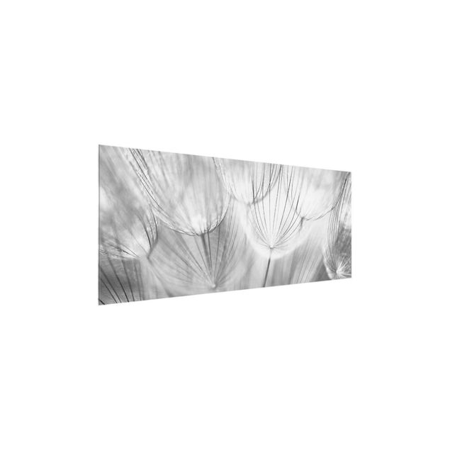 Quadros em vidro em preto e branco Dandelions macro shot in black and white