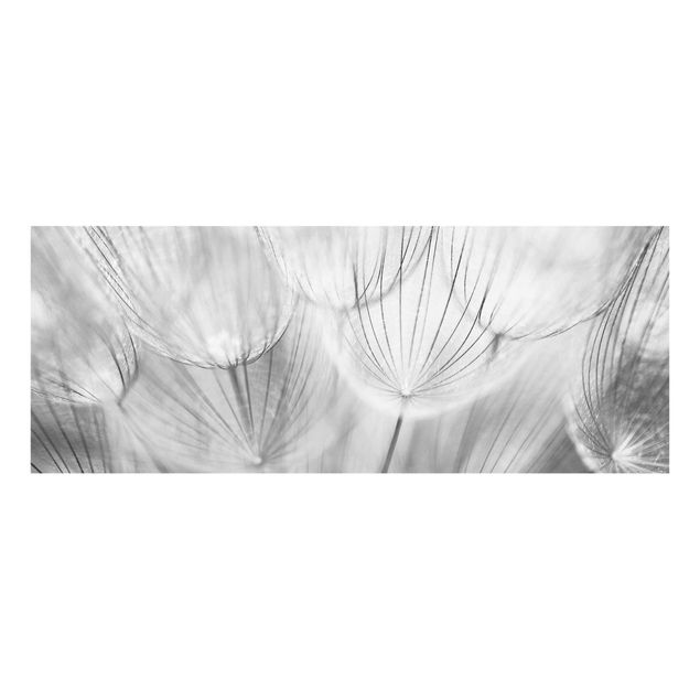 Quadros florais Dandelions macro shot in black and white