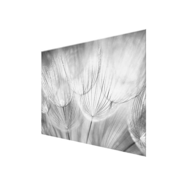 Quadros preto e branco Dandelions macro shot in black and white