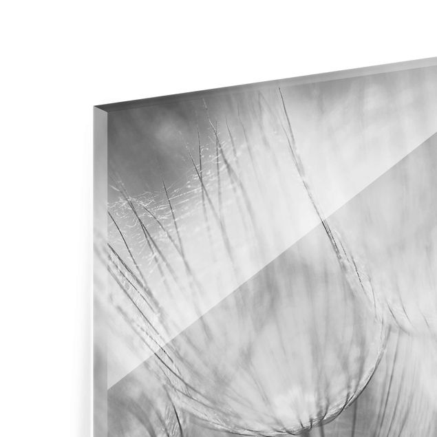 quadro de vidro Dandelions macro shot in black and white