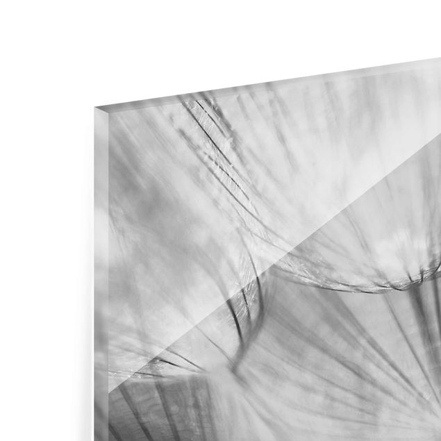 quadro de vidro Dandelions macro shot in black and white