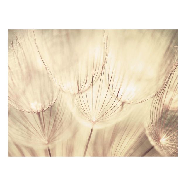 Quadros florais Dandelions Close-Up In Cozy Sepia Tones