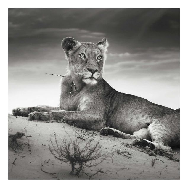 quadros em preto e branco Resting Lion