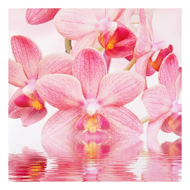 Quadros florais Light Pink Orchid On Water