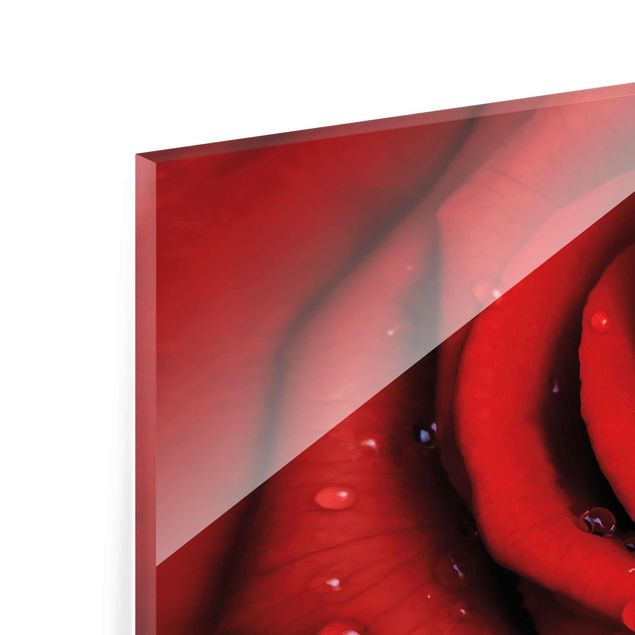 Quadros decorativos Red Rose With Water Drops