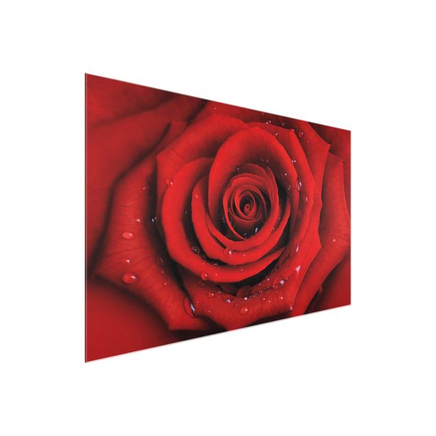 Quadros florais Red Rose With Water Drops