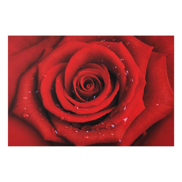 quadro com flores Red Rose With Water Drops