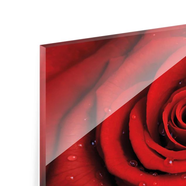 quadro de vidro Red Rose With Water Drops