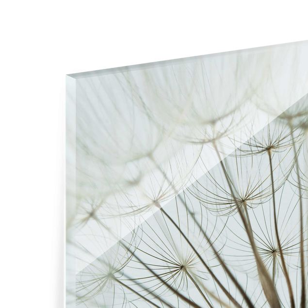 Quadros em vidro Beautiful dandelion macro shot