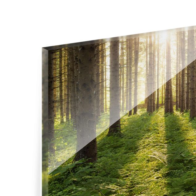 Quadros de Rainer Mirau Sun Rays In Green Forest