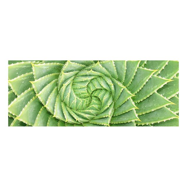 quadros decorativos verde Spiral Aloe
