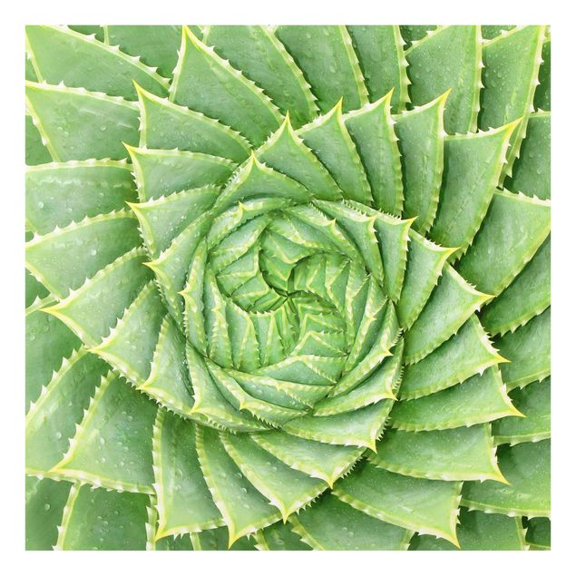 quadros decorativos verde Spiral Aloe