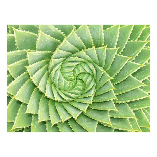 decoração quadros Spiral Aloe