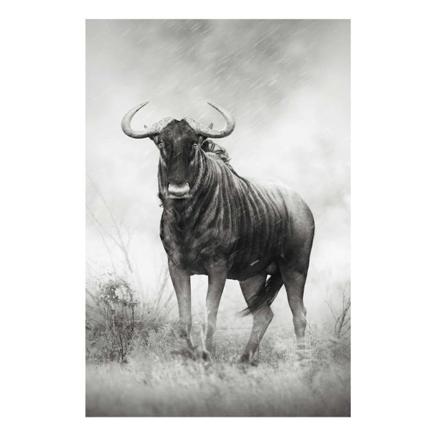 quadros preto e branco para decoração Staring Wildebeest
