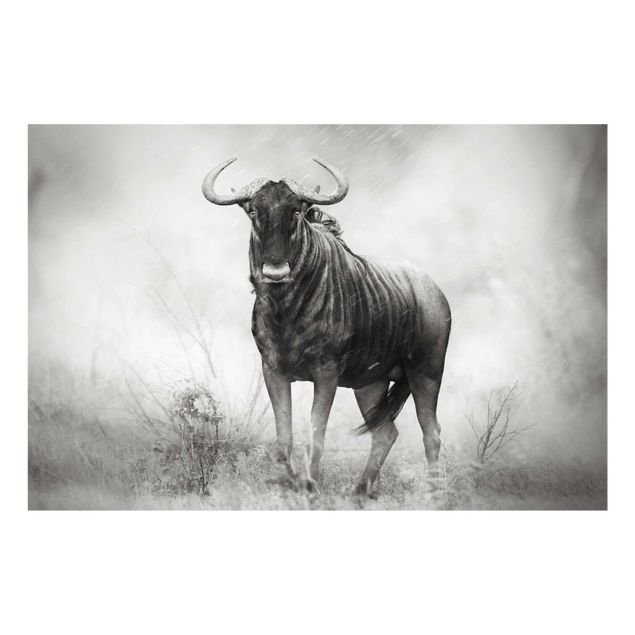 quadros preto e branco para decoração Staring Wildebeest