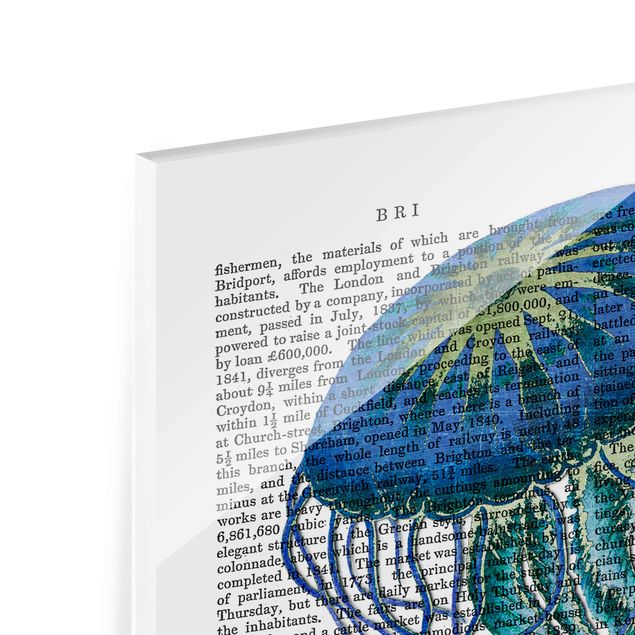 quadro em vidro Animal Reading - Jellyfish