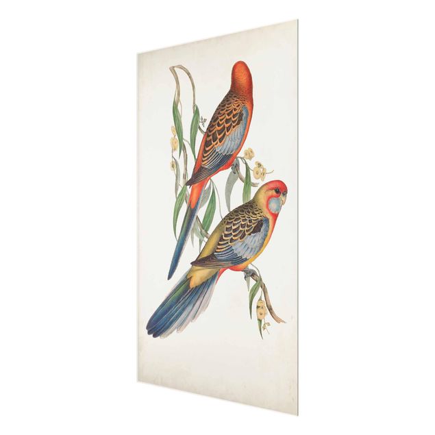 quadro em vidro Tropical Parrot II