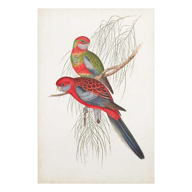 decoração quadros Tropical Parrot III