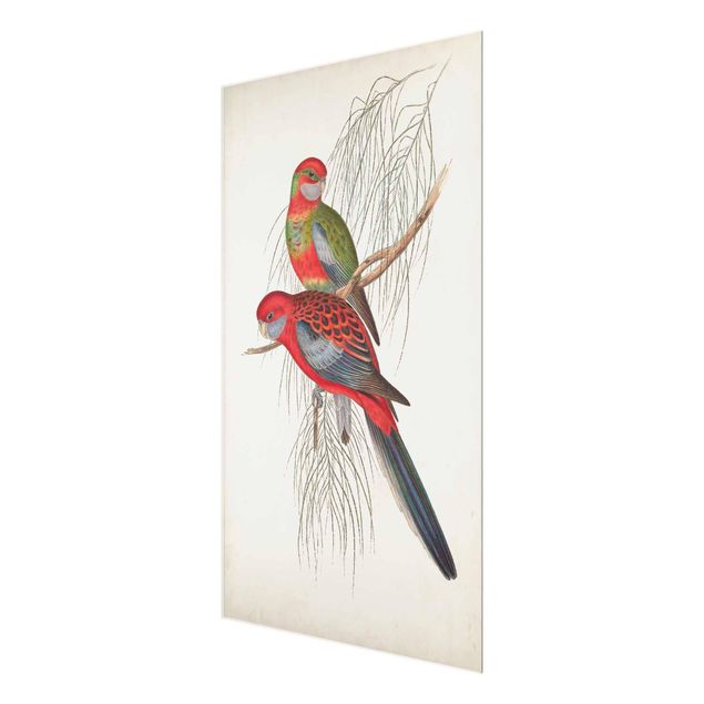 quadro de vidro Tropical Parrot III