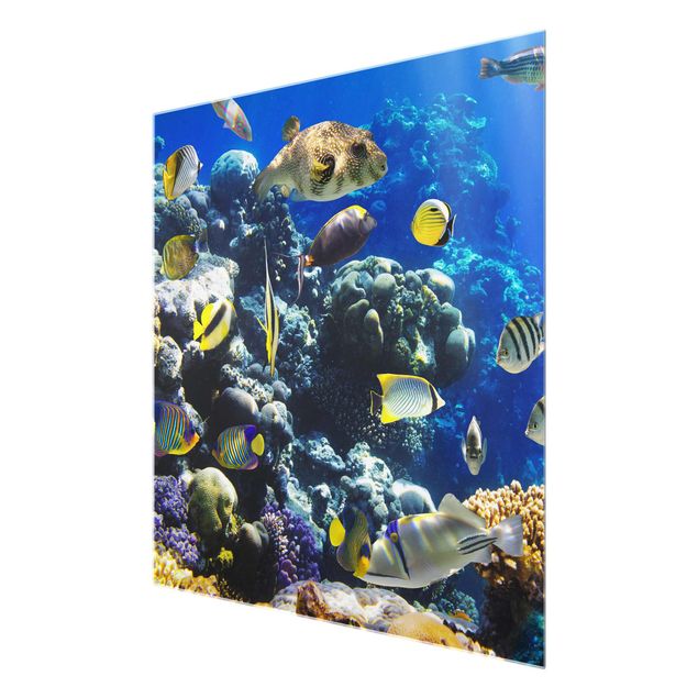 Quadros em vidro paisagens Underwater Reef