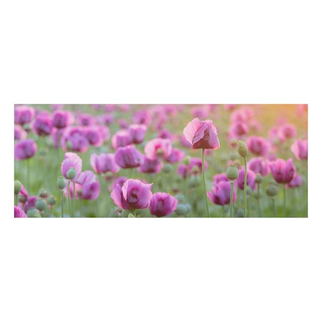 Quadros florais Purple Poppy Flower Meadow In Spring