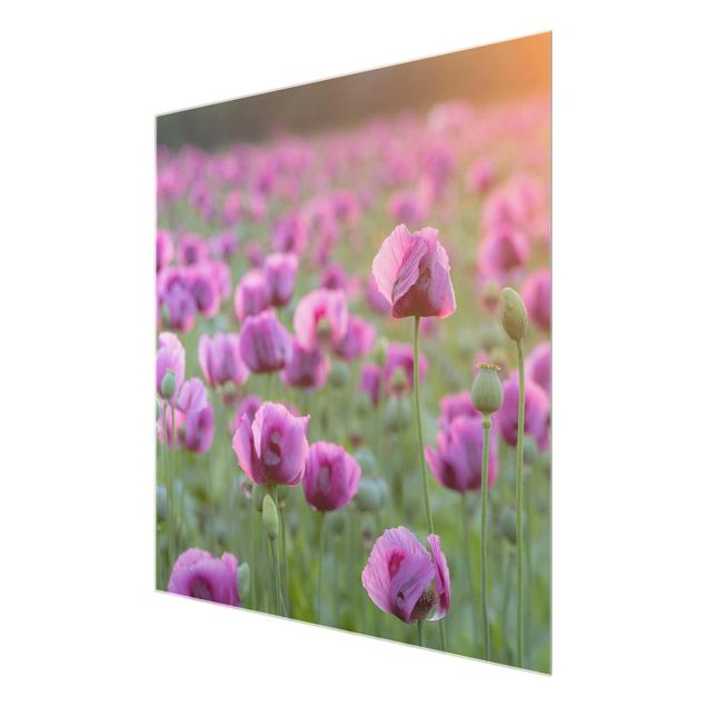 quadros flores Purple Poppy Flower Meadow In Spring