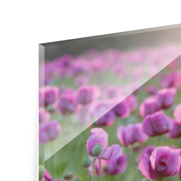 Quadros de Rainer Mirau Purple Poppy Flower Meadow In Spring